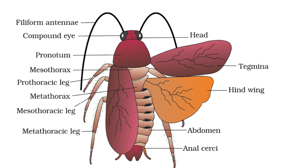 • The cockroach is nocturnal, omnivorous, and cursorial.
• Size: 34-53 mm long with wings that extend the abdomen of males.
• Size: 1/4 inches to 3 inches (0.6-7.6 cm).
• Bright yellow, red, and green, cockroaches have been reported in the tropical region.
• 3 pairs of jointed legs
