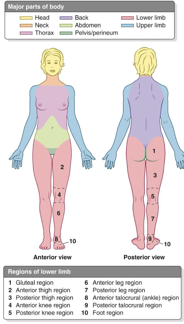 <ul><li><p>head (cephalic)</p></li><li><p>neck (cervical)</p></li><li><p>trunk (thoracic)</p><ul><li><p>thoracic - chest</p></li><li><p>abdominal - abdominal organs</p></li><li><p>pelvis - genitourinary organs</p></li></ul></li><li><p>upper limbs</p></li><li><p>lower limbs</p></li></ul><p></p>