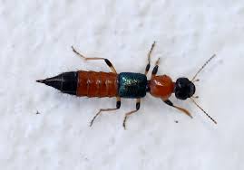 <p>Order Coleoptera: Family Staphylinidae: Rove Beetles</p>