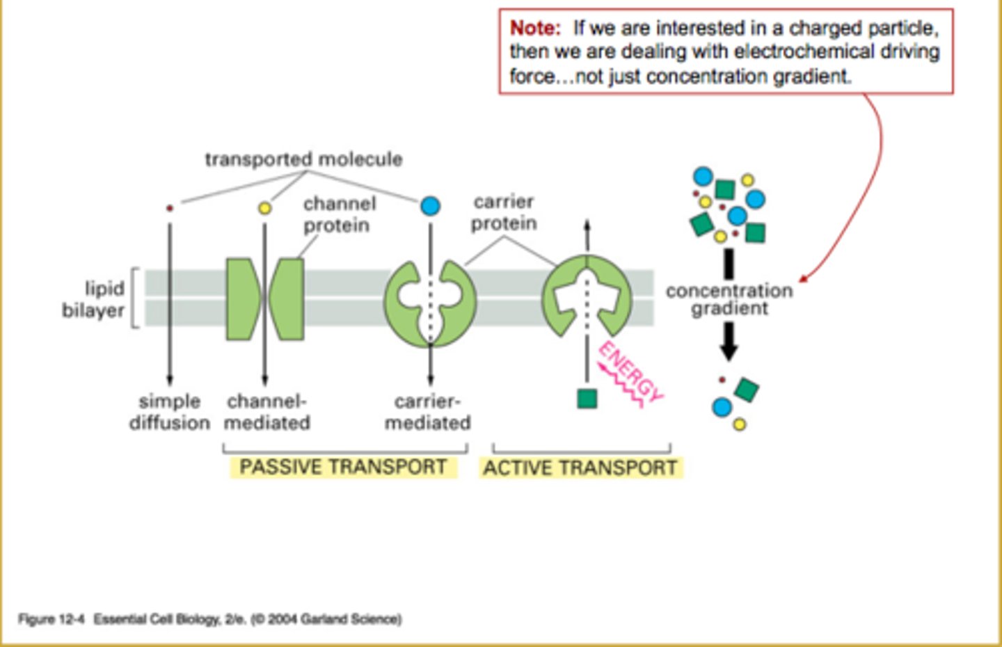 <p>ions: require a channel/protein to get them through lipid bilayer and require energy</p><p>charged solute: it would electrochemical gradient (not just concentration)</p>