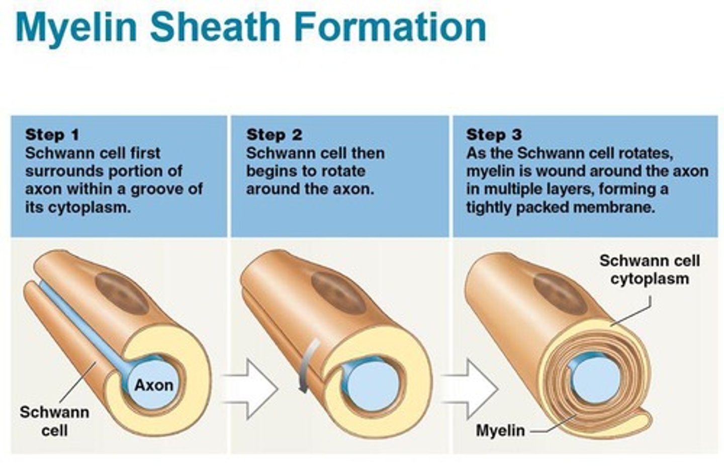 <p>Produce myelin sheaths around CNS axons.</p>