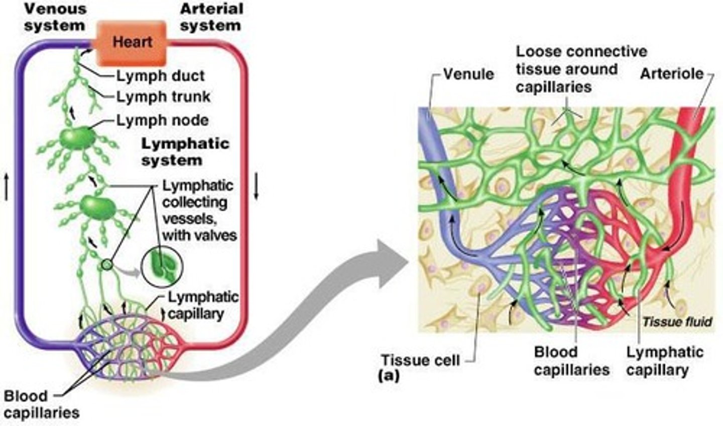 <p>Absent in: bone marrow, CNS, tissues that lack blood flow (e.g. epidermis, cornea)</p>