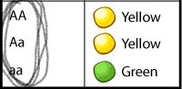 <p>letters that show the genes</p>