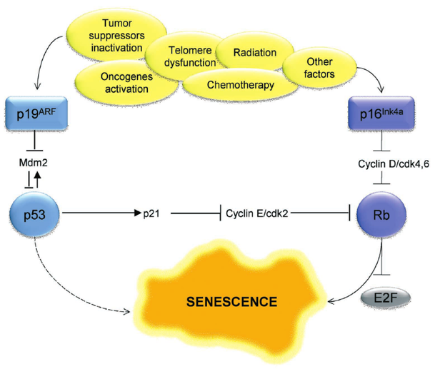 <p>like p53 where it inhibits Cyclin-CDK complexes, specifically Cyclin D-CDK 4,6</p>