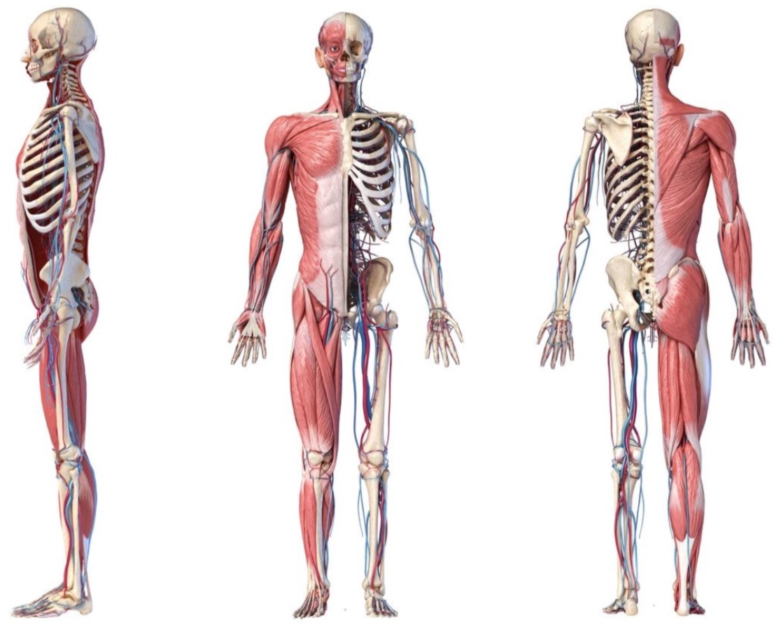 <p>The bones are ___ to the skin.</p>