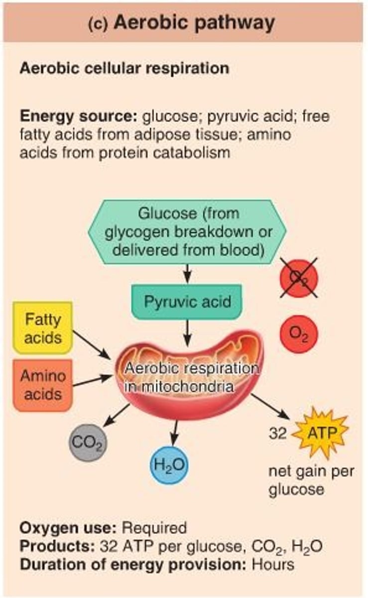 <p>Occurring in the presence of oxygen or requiring oxygen to live. Example: This type of respiration, which is the is the process used by the cells in most organisms, the production of energy from glucose metabolism requires the presence of oxygen.</p>