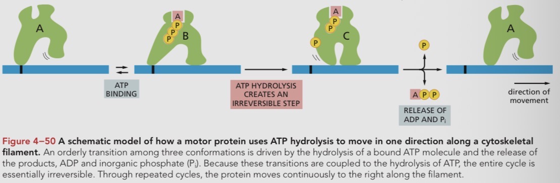 <p>Conformational</p>