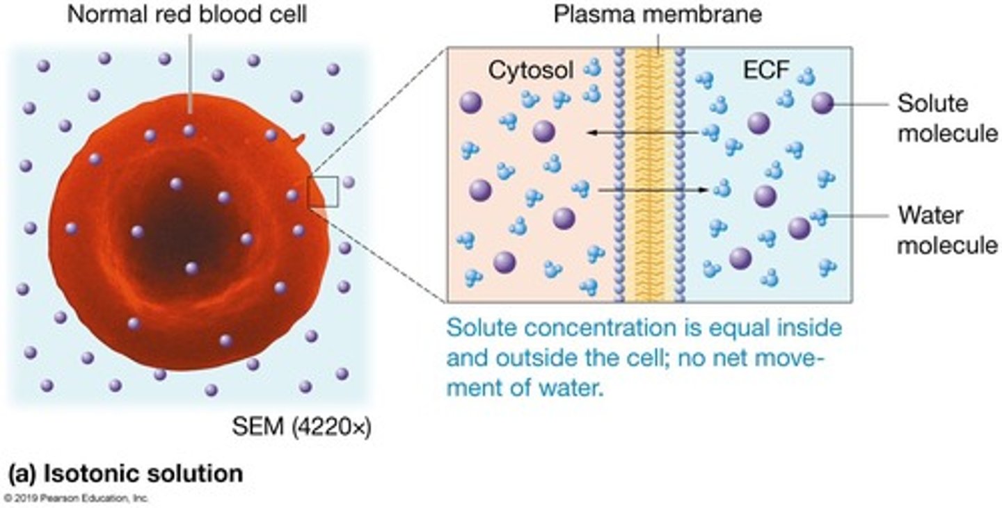 <p>Same concentration of non-penetrating solutes as the cell. </p><p>No effect on cell.</p><p>These are used as intravenous solutions.</p><p>(the prefix iso- means equal)</p>