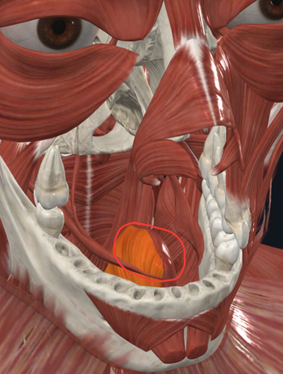 <p>Muscle that protrudes the tongue</p><p>tongue muscle</p>