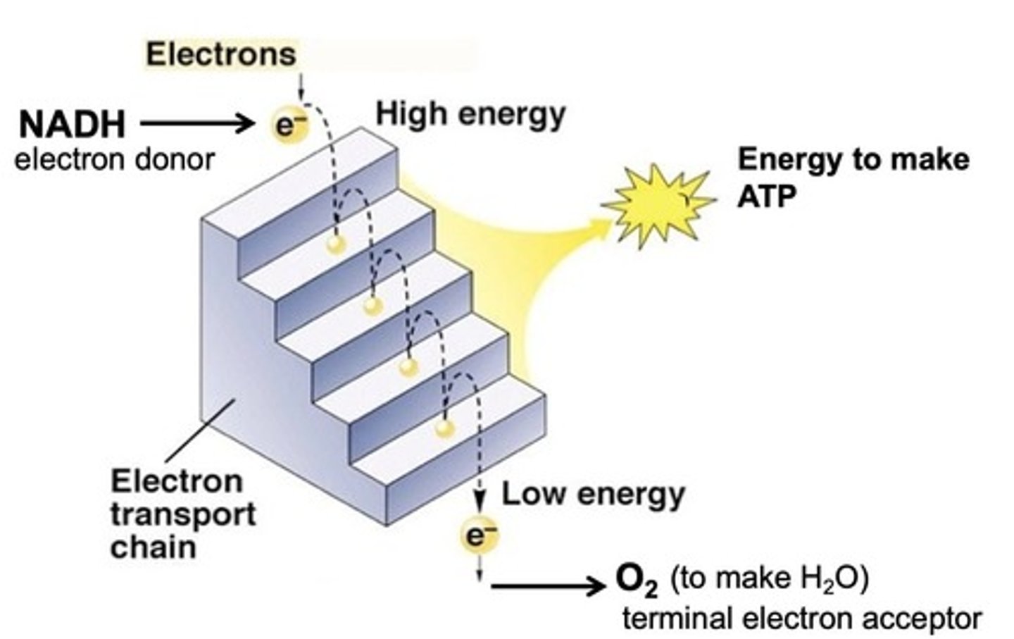 <p>To pass electrons through a series of intermediate carriers, releasing energy in small packets to pump protons.</p>