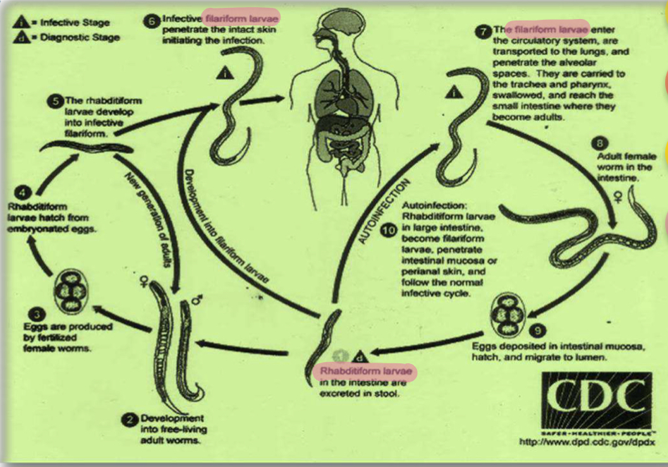 <p>Life cycle?</p>