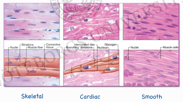 <p>Skelettmuskulatur – i skelettet, tungan  </p><ul><li><p>Viljestyrda rörelser  </p></li><li><p>Kan regenerera  </p></li></ul><p>Hjärtmuskulatur – i hjärtat  </p><ul><li><p>Ofrivilliga rörelser  </p></li><li><p>Kan inte regenerera  </p></li></ul><p>Glatt muskulatur – tarmar, blodkärl, hud, många andra  </p><ul><li><p>Ofrivilliga rörelser(autonom)  </p></li><li><p>Kan regenerera  </p></li></ul><p></p>