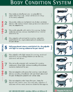 <p>Small changes in a cats weight can indicate underlying illness</p><p>Weigh EVERY patient</p>