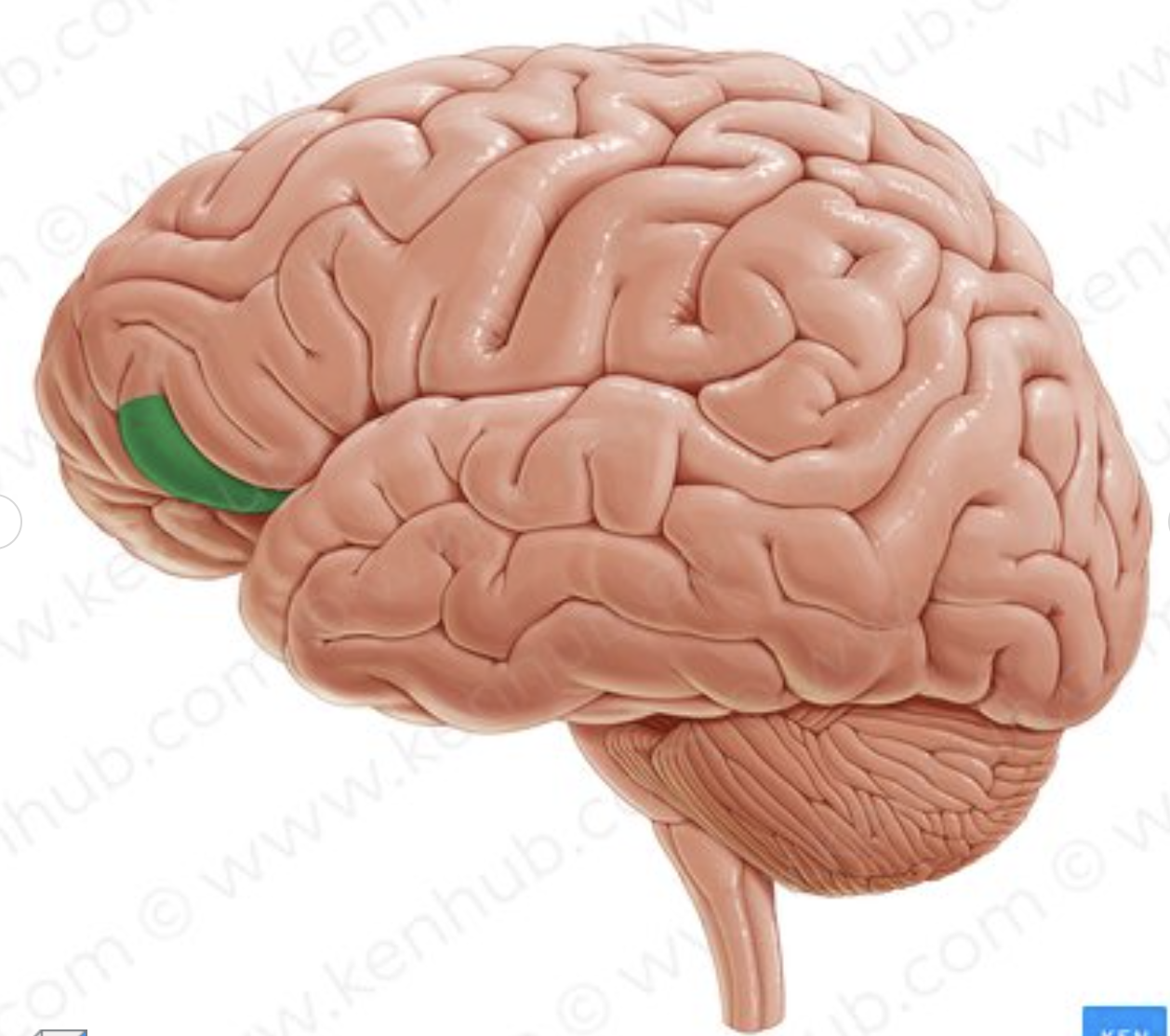 <p>What part of the inferior frontal sulcus is in green?</p>