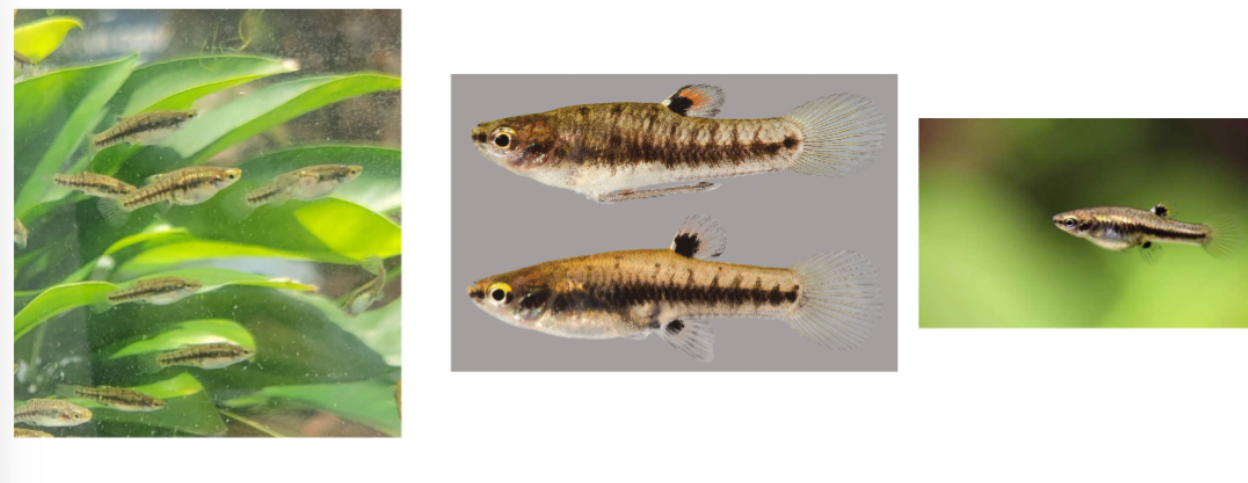 <p>least killifish</p><p>small vertical bars and black line down length</p><p>upward facing mouth</p><p>tiny</p>