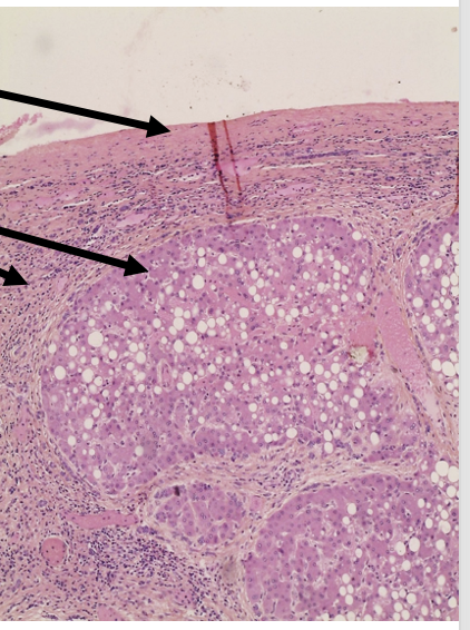 <p>welk preparaat</p>