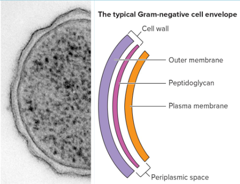<p>thin peptidoglycan </p><p>large periplasm </p><p>outer membrane of lipids, lipoproteins, and lipopolysaccharides (LPS)</p>