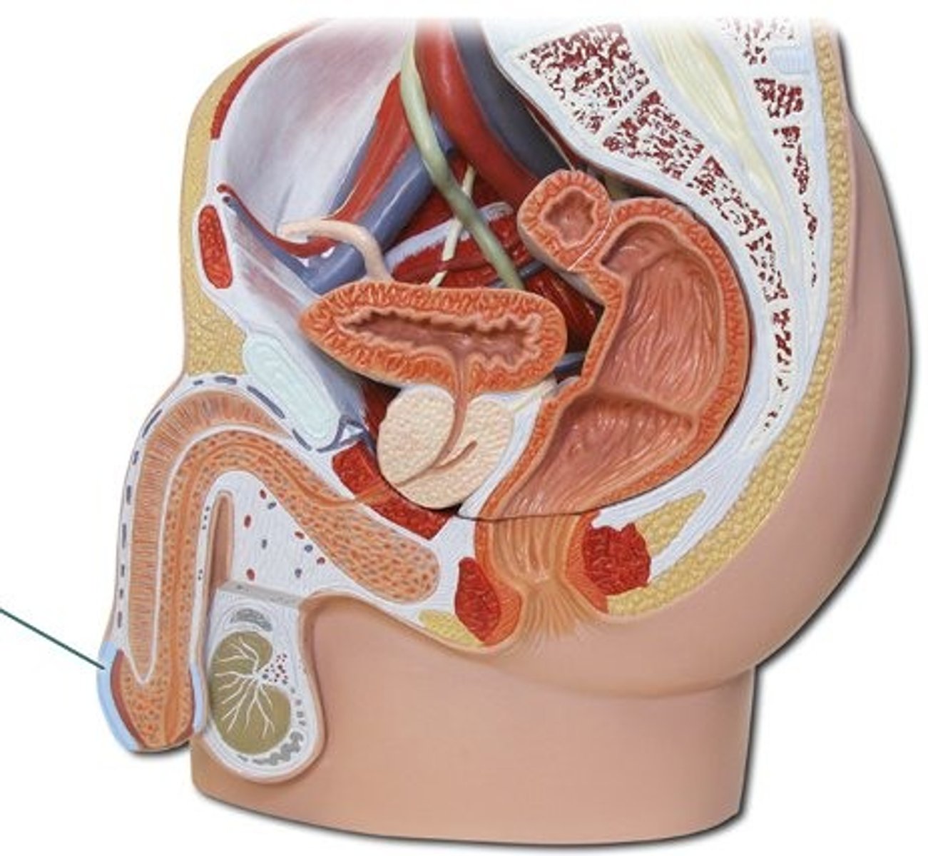 <p>layer of skin that covers the glans penis in uncircumcised males</p>