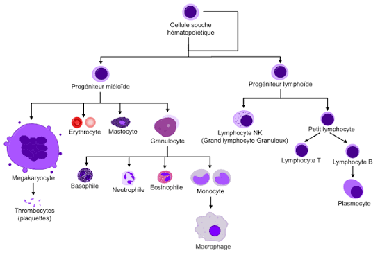 <ul><li><p><strong>l’hématopoïèse</strong>: formation de toutes les cellules sanguines </p></li><li><p><strong>Le développement des tissus et organes lymphoides</strong>= moelle osseuse, thymus, ganglions etc.. </p></li></ul><p></p>
