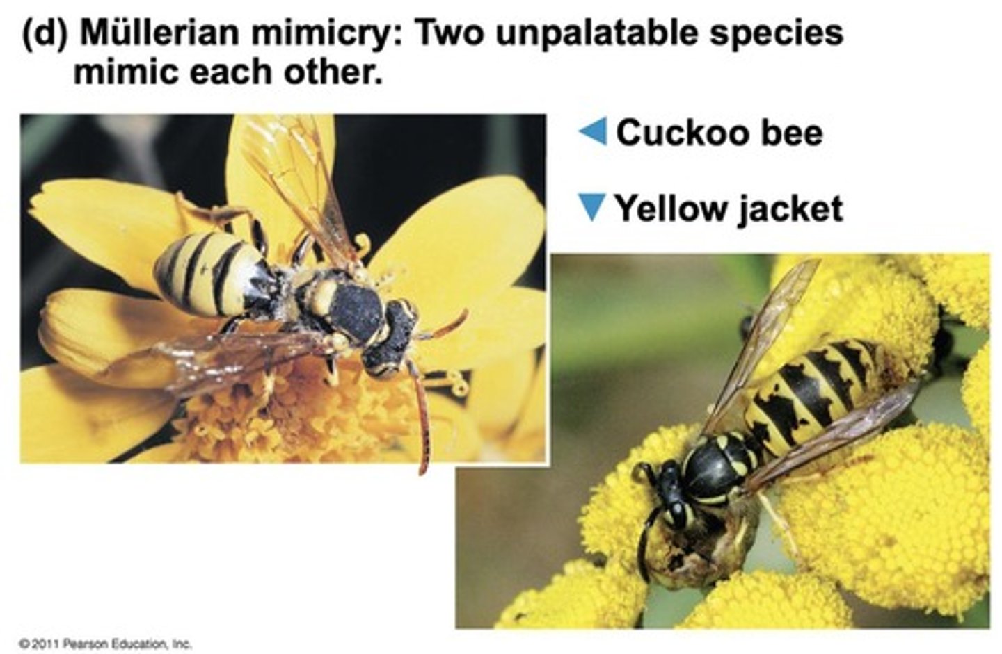 <p>Two or more unpalatable species resemble each other.</p>