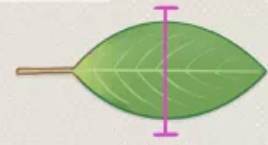 <p>What is the leaf shape of this?</p>