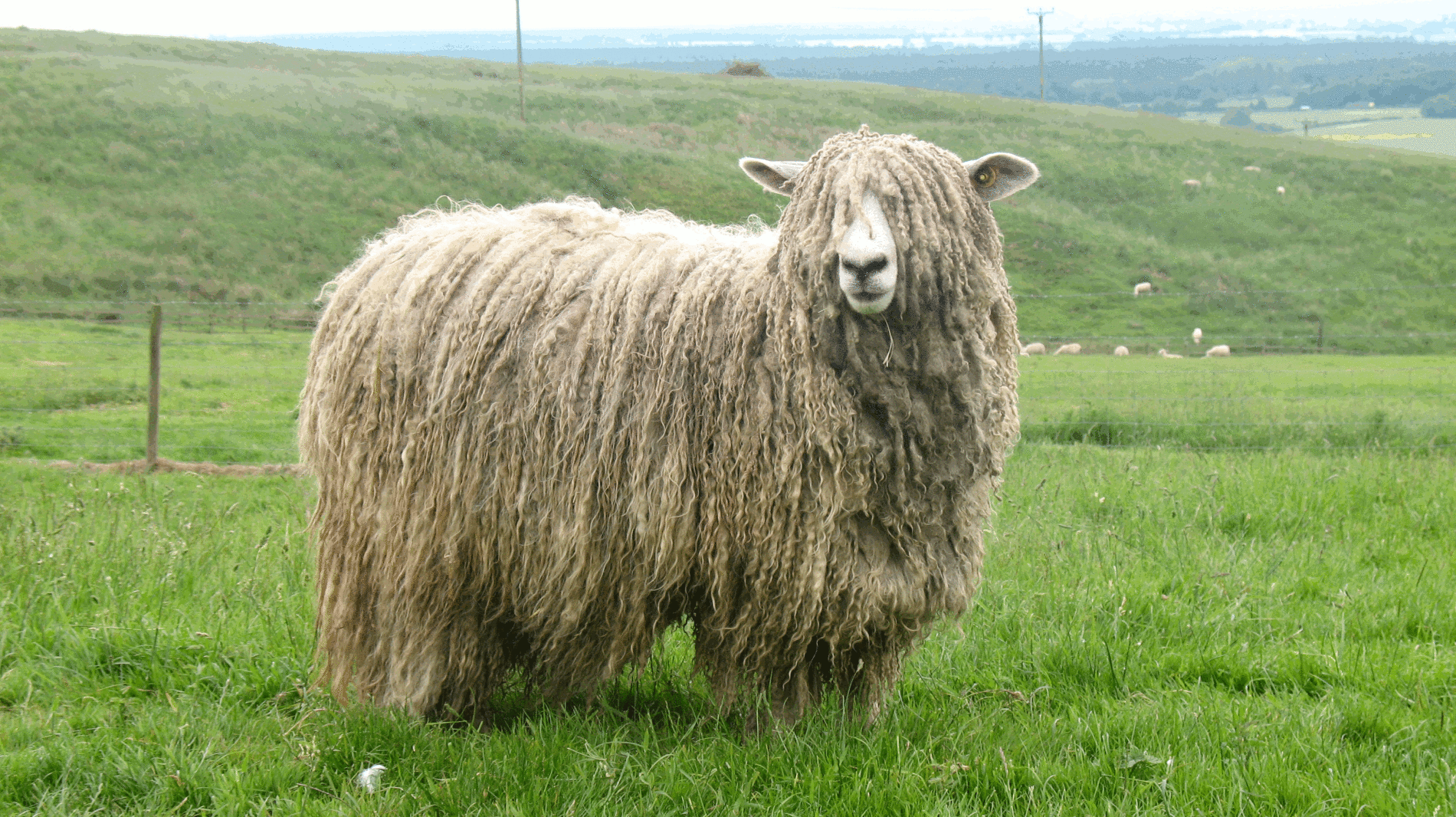 <p>Although not a popular breed in the US, this breed is unique because the fleece of is carried in heavy locks that are often twisted into a spiral near the end</p>