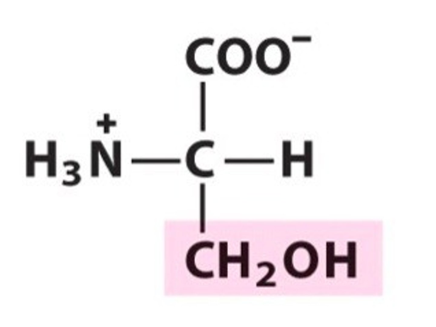 <p>abbreviations: Ser, S</p><p>polar amino acid</p><p>-looks like alanine with -OH</p>