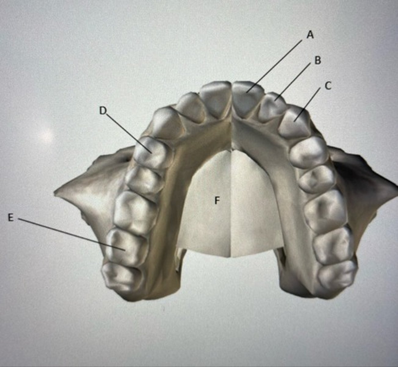 <p>A: Left central incisor</p><p>C: Left canine</p><p>E: Right molar</p><p>F: Maxilla</p><p>Describe tooth type A: The central incisor is chisel shaped which is used for tearing.</p>