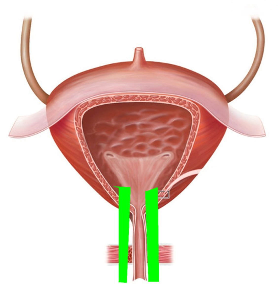 <p>-Leads from the bladder to the outside</p><p>-Joins the vagina so that the chamber might be more appropriately called the urogenital chamber</p><p>-Part of the Female Reproduction Tract</p>