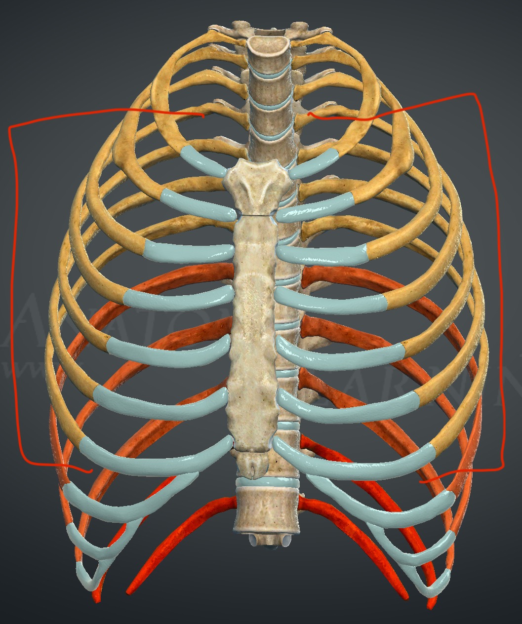 <p>What ribs are these?</p>