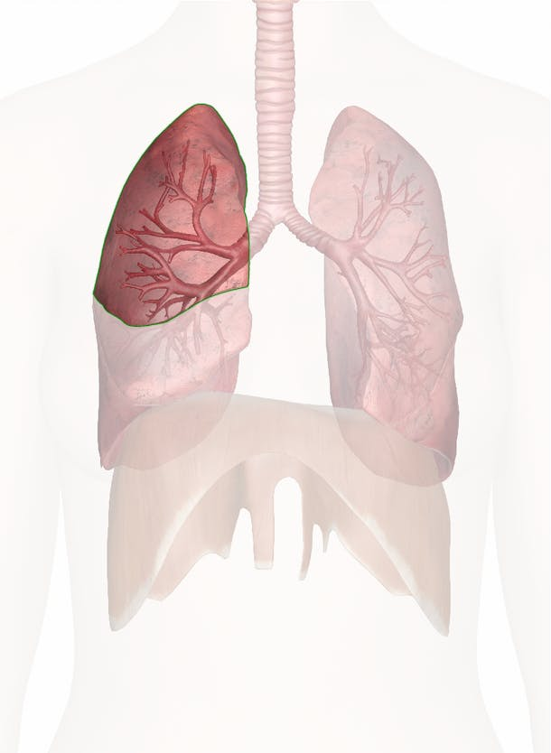 <p>Top of lung</p>