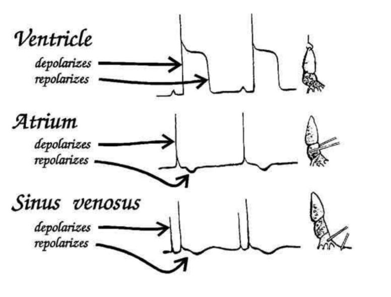 <ul><li><p>See a small <strong>deflection</strong> BEFORE the atrial deflection</p></li></ul><p>figure:</p><ul><li><p>compare the lectrical timing of the electrical activity of the heart </p><ul><li><p>recorded from the pin and probe electrodes</p></li></ul></li></ul><p></p><p>OVERALL: establish order at which the electrical activity of the different chambers occurs</p><p>( sinus venous→ atria→ ventricles)</p>