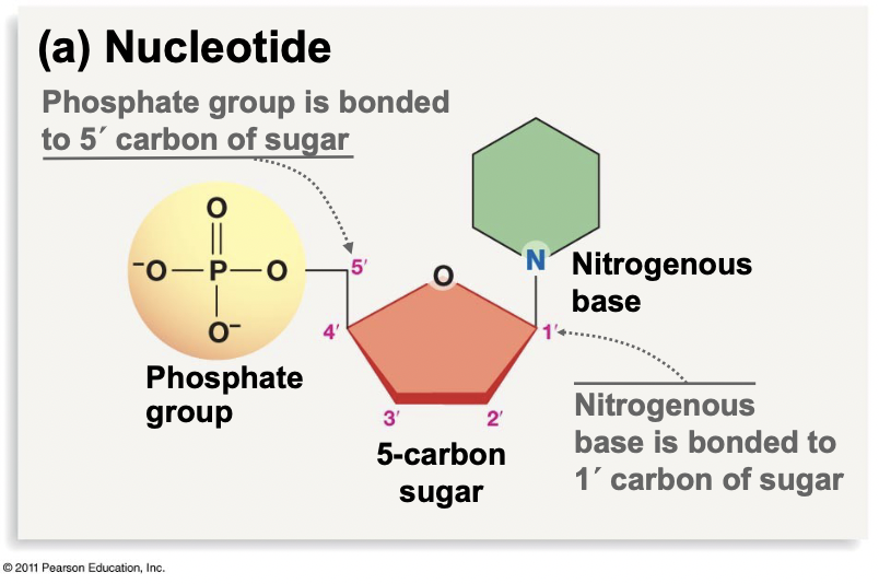 <ul><li><p>Occur in RNA, DNA, and energy carries (ex. ATP)</p></li><li><p>Serve functions in signalling and energy storage as monomers</p></li><li><p>Made of a phosphate group, attached to the 5’ carbon on a 5-carbon sugar, and the 1’ carbon of the sugar is bonded to a nitrogenous base</p></li></ul>