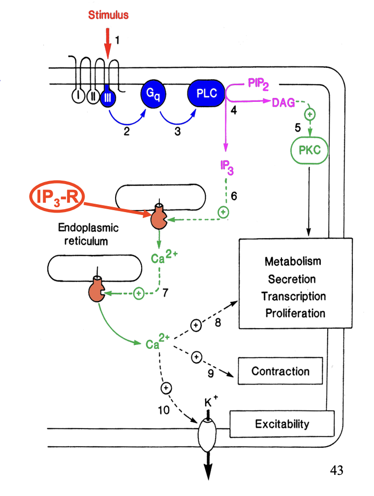 <ol><li><p>Chemical signal binds to membrane receptor with <strong>7 transmembrane domain</strong></p></li><li><p>induces conformational change</p></li><li><p><strong>Cytoplasmic domain III </strong>of the receptor activates a <strong>G protein (Gq)</strong></p></li><li><p>G protein activates <strong>phospholipase C (PLC)</strong></p></li><li><p>PLC hydrolyses <strong>PIP<sub>2</sub></strong> → DAG + IP<sub>3</sub></p><ul><li><p>acts as 2’ messengers:</p></li></ul></li><li><p>DAG→ stimulate <strong>effector protein kinase C (PKC)</strong></p><ul><li><p>→ Response: metabolism, secretion, tasciption, proliferation</p></li></ul></li><li><p>IP<sub>3</sub>→diffuses into cytosol→ acts via an IP<sub>3</sub> receptor (IP<sub>3</sub>-R) on ion channels</p></li><li><p>Releases Ca2+ sotred in <strong>endoplasmic reticulum</strong></p></li><li><p>Internal Ca2+ signal→ further Ca2+ release <strong>(amplification!)</strong></p></li><li><p>Ca2+ can act through a <strong>protein kinase</strong></p></li></ol><p>or</p><ol start="10"><li><p>specific <strong>binding protein</strong> (calmodulin or troponin C)</p><ul><li><p>→ Induce contraction in muscle cells</p><p>or</p></li><li><p>→ act <strong>directly</strong> on ion channels→ influence excitability</p></li></ul></li></ol><p></p>