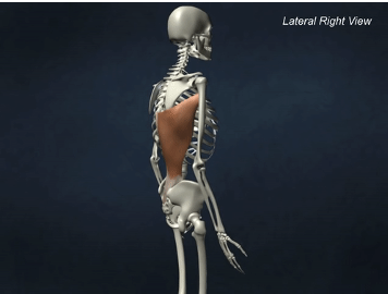 <p>ORIGIN of Latissimus<span style="font-family: Calibri"> </span>dorsi</p>