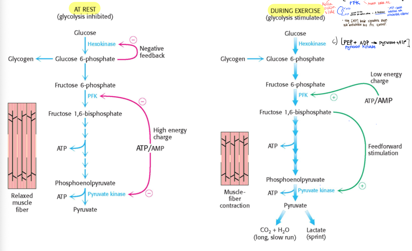 <p>Control of glycolysis in muscles. </p>