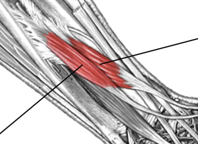 <p>Which muscle of the forearm is:</p><ul><li><p>Located on posterior forearm</p></li><li><p>Action: ext &amp; abducts wrist</p></li><li><p>Nerve: radial</p></li></ul><p></p>