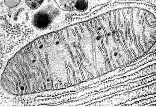 <p>STRUCTURE <br>Double membrane with intermembrane space <br>Inner membrane folded to form crista<br>Matrix inside the inner membrane with enzymes <br><br><br>FUNCTION <br><span style="color: #e51bb8">Site of aerobic respiration </span></p><p><span style="color: rgb(239, 42, 195)">produce ATP as a product of respiration</span></p><p><br>Cristae provide larger surface area for oxidative phosphorylation</p>