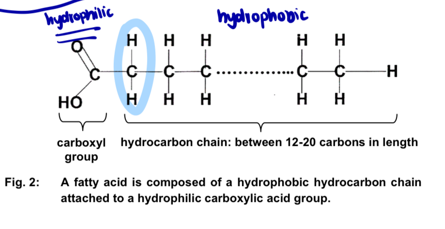 <p>Fatty acids </p><ul><li><p>(S) carboxylic acids composed of an <strong>acidic carboxyl (COOH) </strong>functional group at one end and an attached <strong>hydrocarbon chain </strong></p></li></ul><p>COOH + hydrocarbon chain = FA </p><ul><li><p>possess long carbon skeletons (btw 12-20 carbons) with each carbon joined to a hydrogen atom </p></li><li><p>(P) abundance of <strong>non-polar C-H bonds</strong> = <strong>hydrophobic</strong> </p></li></ul><p></p>