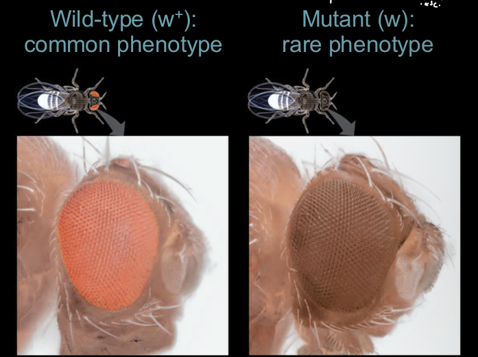 <ul><li><p>Due to changes in the original wild type gene sequence </p></li><li><p>Alleles are indicated by a lower case letter for mutant and with a subscript + added for wild type </p></li><li><p>Usually dominant but not always </p></li></ul><p></p>