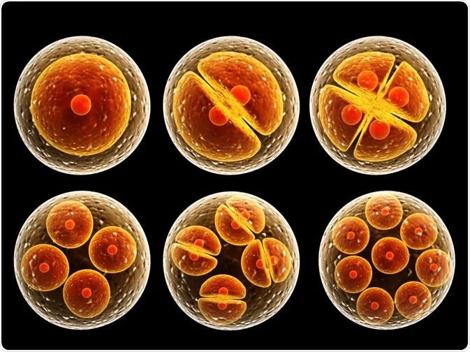 <p>Your dress shows a lot of cleavage, huh?</p><p>The cell cleavage is occurring rapidly</p>