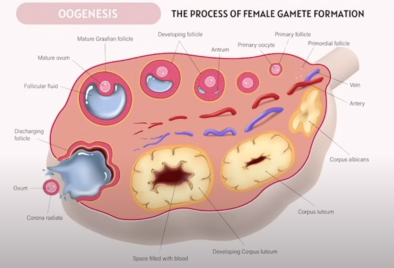 <p>Female Reproductive system</p><p>What do they each do?</p><p></p><table style="min-width: 25px"><colgroup><col style="min-width: 25px"></colgroup><tbody><tr><th colspan="1" rowspan="1"><p><strong>Term</strong></p></th></tr><tr><td colspan="1" rowspan="1"><p><strong>Primordial follicle</strong></p></td></tr><tr><td colspan="1" rowspan="1"><p><strong>Primary follicle</strong></p></td></tr><tr><td colspan="1" rowspan="1"><p><strong>Primary oocyte</strong></p></td></tr><tr><td colspan="1" rowspan="1"><p><strong>Developing follicle</strong></p></td></tr><tr><td colspan="1" rowspan="1"><p><strong>Antrum</strong></p></td></tr><tr><td colspan="1" rowspan="1"><p><strong>Mature Graafian follicle</strong></p></td></tr><tr><td colspan="1" rowspan="1"><p><strong>Mature ovum</strong></p></td></tr><tr><td colspan="1" rowspan="1"><p><strong>Discharging follicle</strong></p></td></tr><tr><td colspan="1" rowspan="1"><p><strong>Ovum</strong></p></td></tr><tr><td colspan="1" rowspan="1"><p><strong>Corona radiata</strong></p></td></tr></tbody></table><p></p>