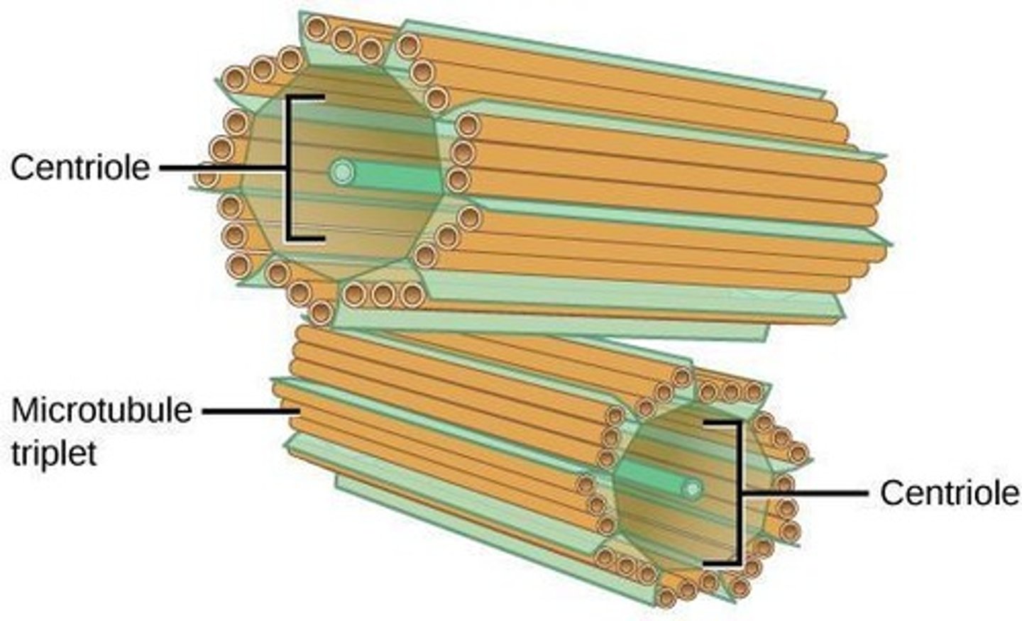 <p>Organelle involved in cell division.</p>