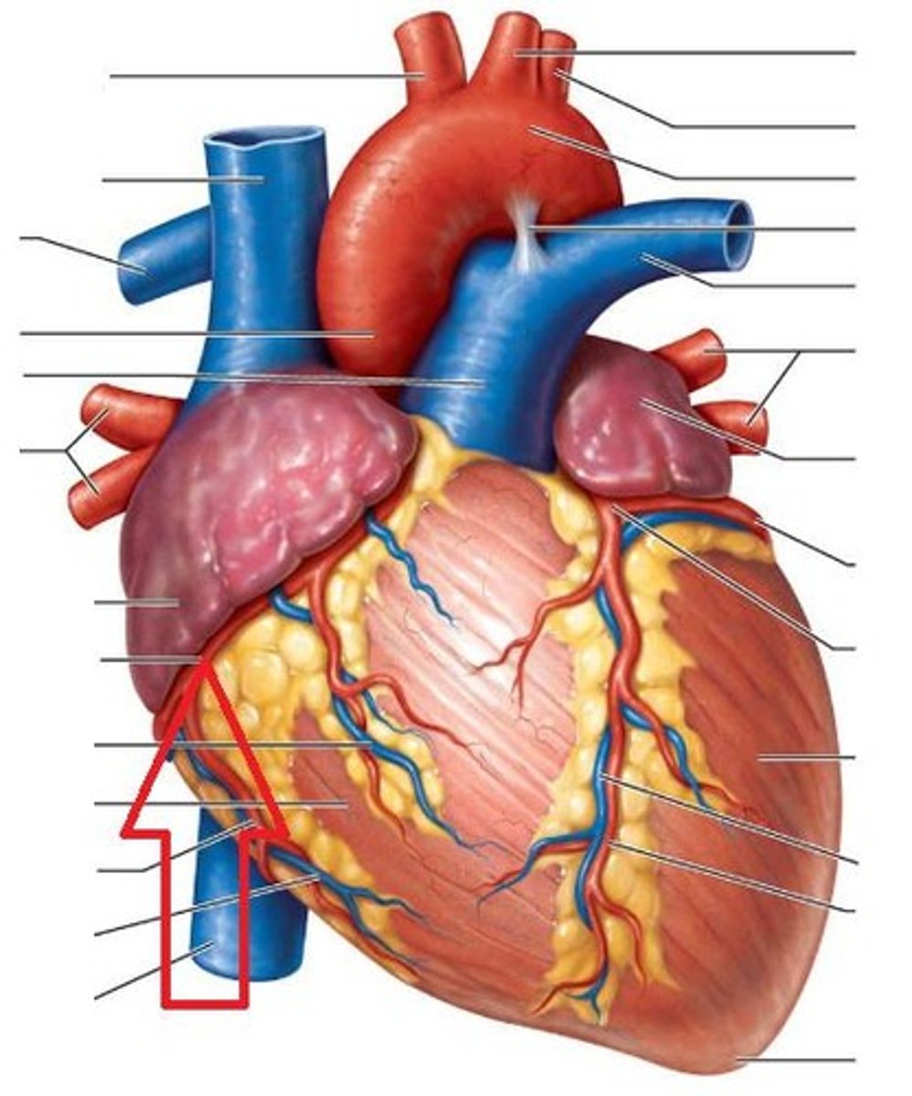 <p>Cardiac Output = Stroke Volume x Heart Rate</p>