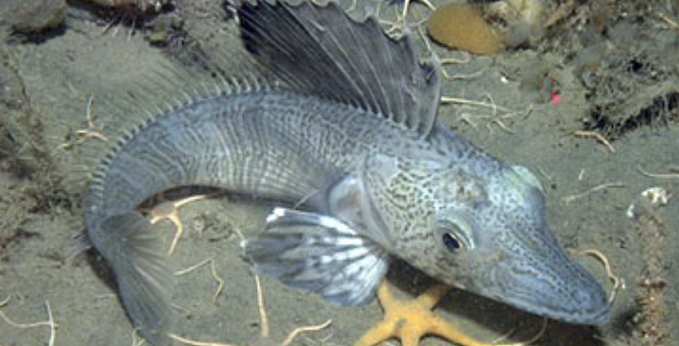 <p>Nototheniidae</p>