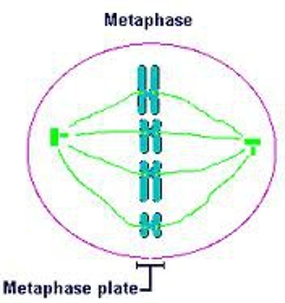 <p>Chromosomes line up in the middle of the cell</p>