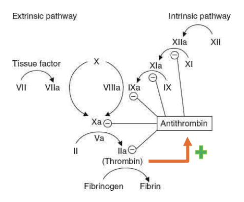 <p>fator II ativado estimula a <strong>produção de fatores anticoagulantes</strong></p><p>A trombina estimula a produção de antitrombina III A antitrombina III:</p><ul><li><p><strong>Inibe</strong> a ativação da <strong>protrombina</strong></p></li><li><p><strong>Inibe</strong> a ativação dos <strong>fatores IX, X, XI e XII</strong></p></li></ul><p></p>