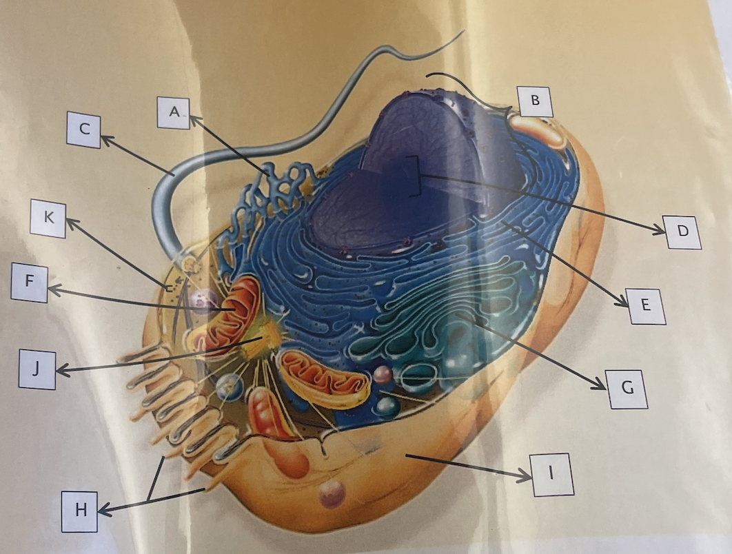 <p>manufactures ribosomes from RNA and protein </p>