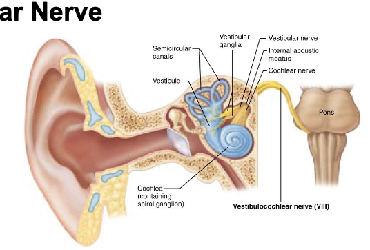 <p>what is component of <span>Cranial Nerve VIII – Vestibulocochlear Nerve?</span></p>