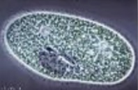 <p>What is this (1/4 classification of protozoans)</p>
